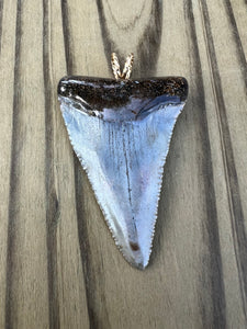 2 1/4 Inch Polished Great White Shark Tooth Pendant