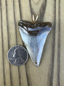 2 1/4 Inch Polished Great White Shark Tooth Pendant