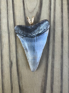 2 1/4 Inch Polished Great White Shark Tooth Pendant