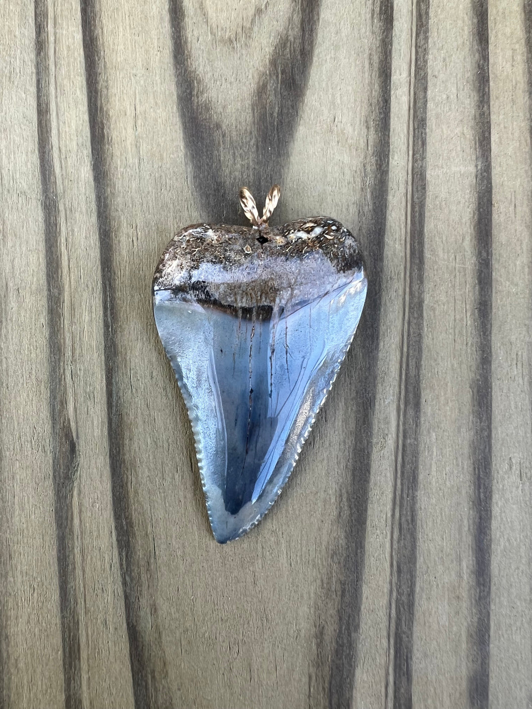 1 13/16 Inch Polished Great White Shark Tooth Pendant