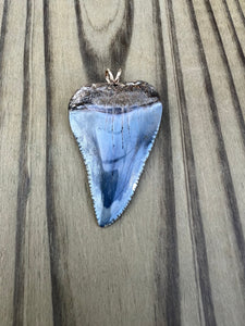 1 13/16 Inch Polished Great White Shark Tooth Pendant