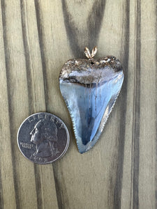 1 13/16 Inch Polished Great White Shark Tooth Pendant