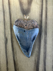 1 13/16 Inch Polished Great White Shark Tooth Pendant