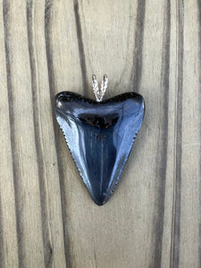 1-3/4 Inch Polished Great White Shark Tooth Pendant