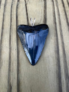 1-3/4 Inch Polished Great White Shark Tooth Pendant