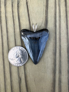 1-3/4 Inch Polished Great White Shark Tooth Pendant