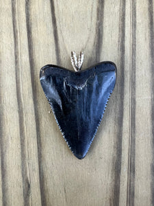 1-3/4 Inch Polished Great White Shark Tooth Pendant