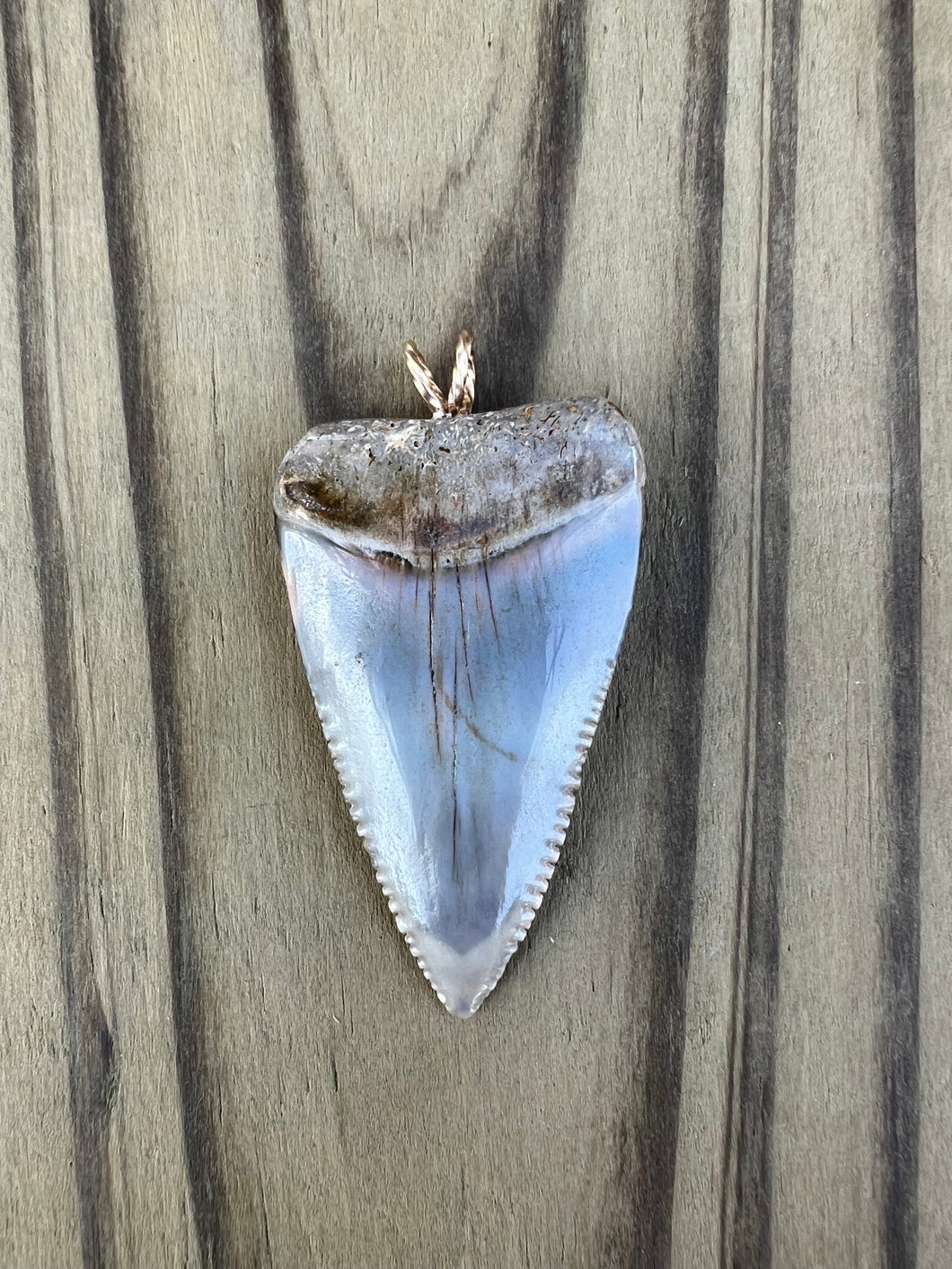 1 3/4 Inch Polished Great White Shark Tooth Pendant