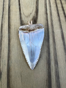 1 3/4 Inch Polished Great White Shark Tooth Pendant