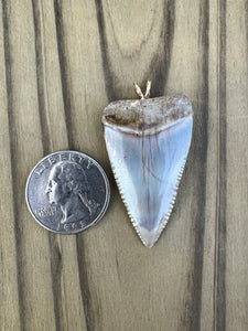 1 3/4 Inch Polished Great White Shark Tooth Pendant