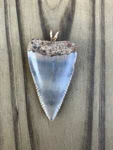 1 3/4 Inch Polished Great White Shark Tooth Pendant