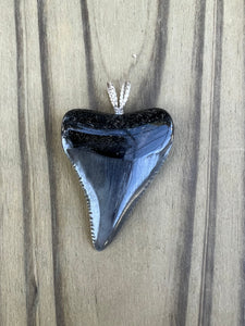 1 11/16 Inch Polished Great White Shark Tooth Pendant