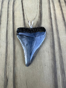 1 11/16 Inch Polished Great White Shark Tooth Pendant