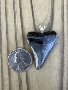 1 11/16 Inch Polished Great White Shark Tooth Pendant