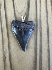 1 11/16 Inch Polished Great White Shark Tooth Pendant