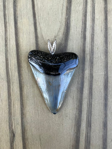 1 5/8 Inch Polished Great White Shark Tooth Pendant