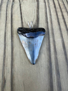 1 5/8 Inch Polished Great White Shark Tooth Pendant