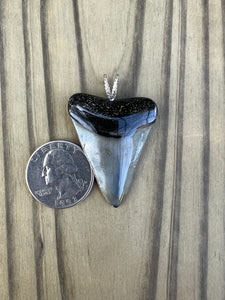 1 5/8 Inch Polished Great White Shark Tooth Pendant