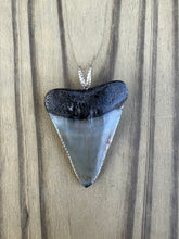 Load image into Gallery viewer, 1 5/8 Inch Polished Great White Shark Tooth Pendant
