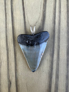 1 5/8 Inch Polished Great White Shark Tooth Pendant