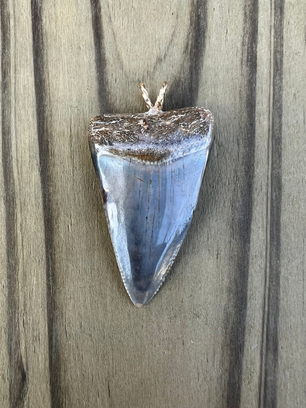 1 9/16 Inch Polished Great White Shark Tooth Pendant