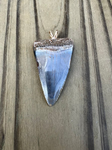 1 9/16 Inch Polished Great White Shark Tooth Pendant