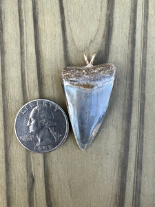 1 9/16 Inch Polished Great White Shark Tooth Pendant