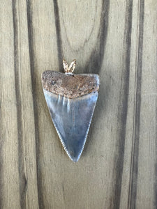 1 9/16 Inch Polished Great White Shark Tooth Pendant