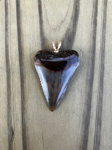 1 3/8 Inch Polished Great White Shark Tooth Pendant