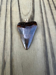 1 3/8 Inch Polished Great White Shark Tooth Pendant