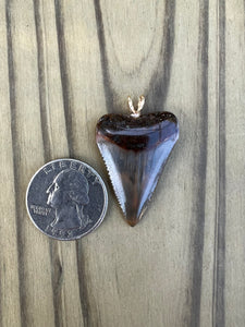 1 3/8 Inch Polished Great White Shark Tooth Pendant