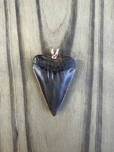 1 3/8 Inch Polished Great White Shark Tooth Pendant